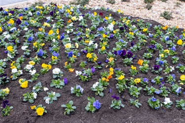 Florals_Landscaping.jpg