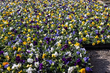 Landscaping_Shannon-Parkway.jpg